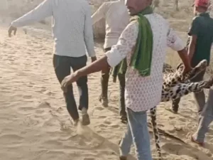 बीकानेर: इस गांव में तेंदुए ने पिता-पुत्र पर किया हमला, दांती के वॉर से लेपर्ड की मौत 1 बीकानेर: इस गांव में तेंदुए ने पिता-पुत्र पर किया हमला, दांती के वॉर से लेपर्ड की मौत