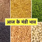 Bikaner Mandi Bhav: 1 अप्रैल के ताजा भाव जारी! जीरा ₹19600 तक, सरसों और ग्वार में बड़ा बदलाव