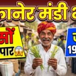 बीकानेर मंडी में आज बड़ा उछाल! सरसों ₹6651 और जीरा ₹19900 पहुंचा