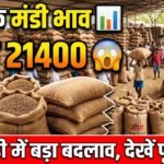 Bikaner Mandi Bhav: जीरा 21,400 पार, ग्वार-सरसों में जबरदस्त तेजी! जानें आज के ताजा भाव