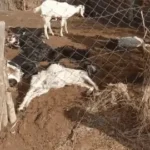 Kolayat News: रात में कुत्तों का खौफनाक हमला! 25 बकरियों को नोच डाला, गांव में दहशत